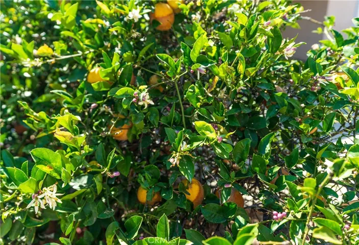 Meyer lemon tree