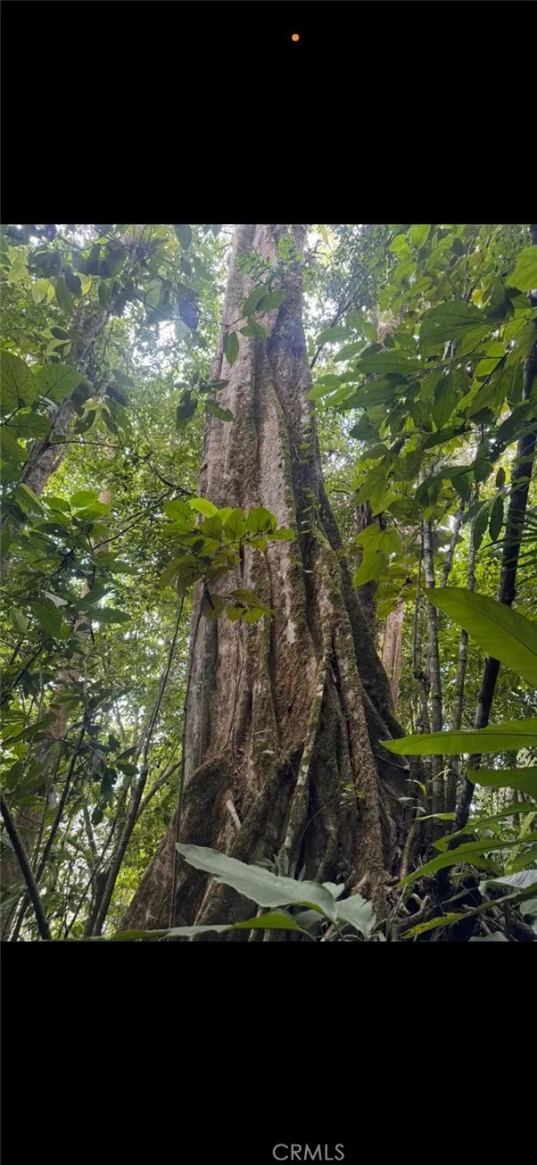 trees on the property