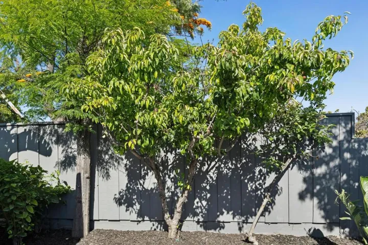 1751 Celeste Drive, San Mateo, California 94402