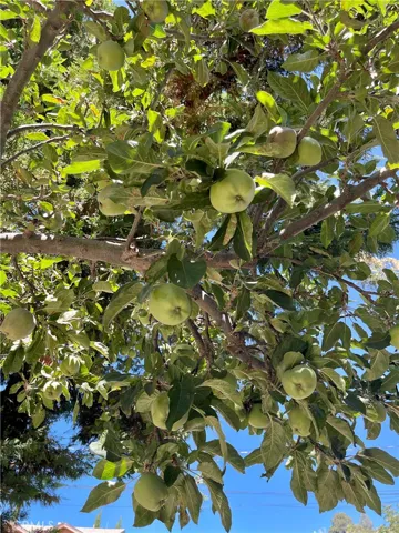 And an apple tree!