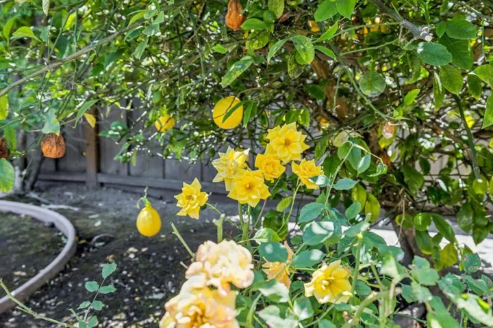 40774 Ambar Place, Fremont, California 94539