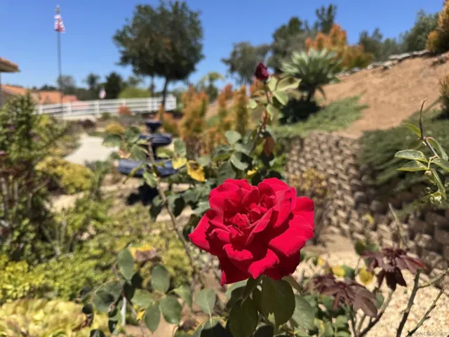 In bloom!