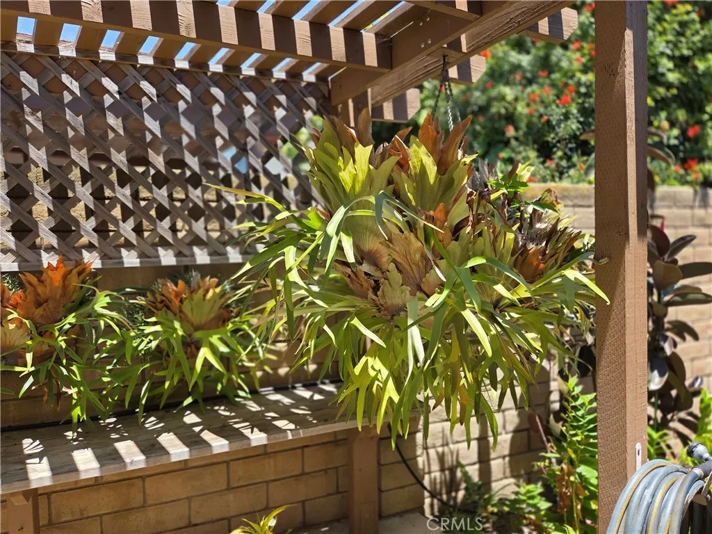 Beautiful Staghorn Fern enjoying the filtered sunlight