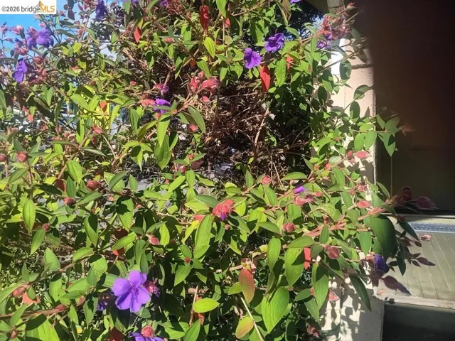 Lush landscaping featuring vibrant green foliage and purple blossoms
