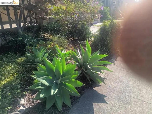 Landscaped front yard featuring mature agave plants, established ground cover, and natural wood chip bedding
