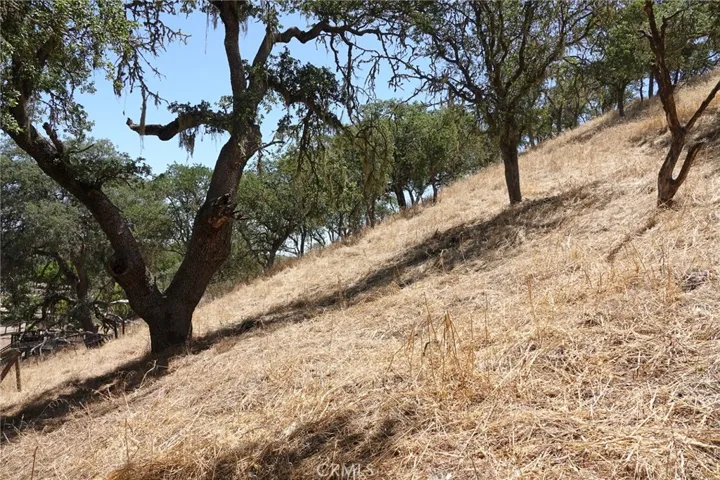 Hillside oaks