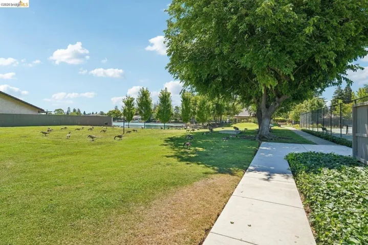 Expansive green space featuring a large tree providing shade, a concrete pathway, and manicured landscaping