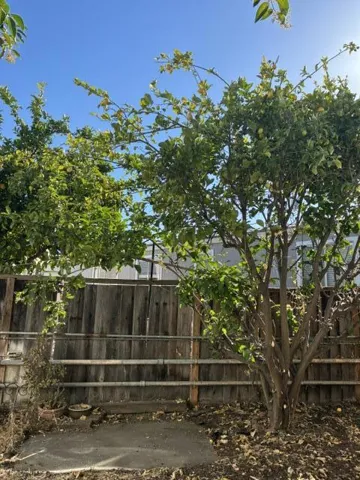 Backyard Space with Trees & Room for Plant Garden!