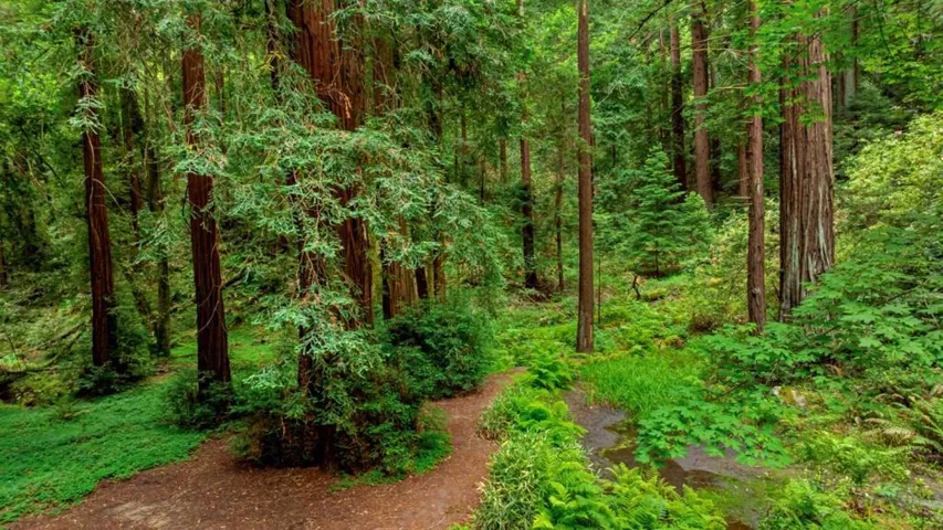 27 Willis Road, Scotts Valley, California 95066 — photo 4