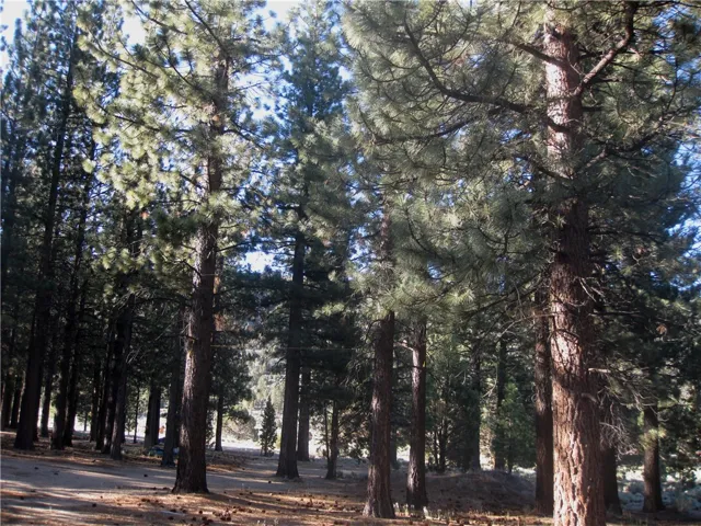 2818 Erwin Ranch Rd, Big Bear City, California 92314