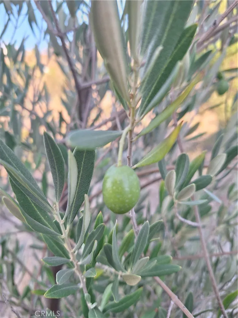 Olive tree Olive tree
