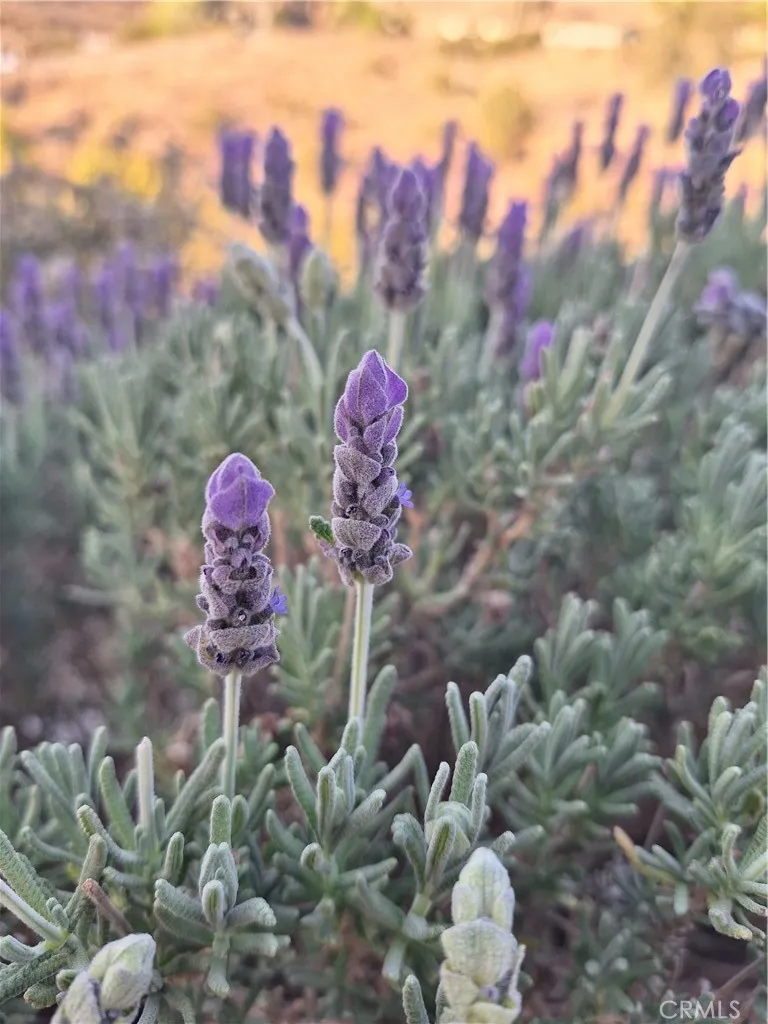 Lavendar Lavendar