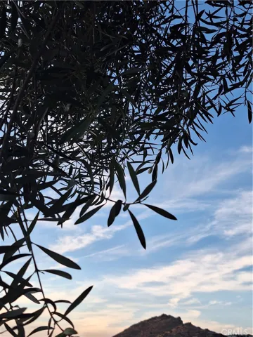 Mature tree