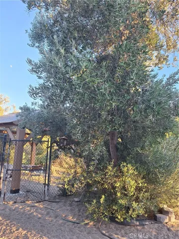 Mature trees gated/fenced area 2