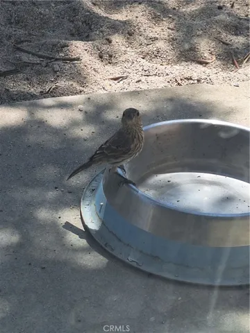 Birds visit every day