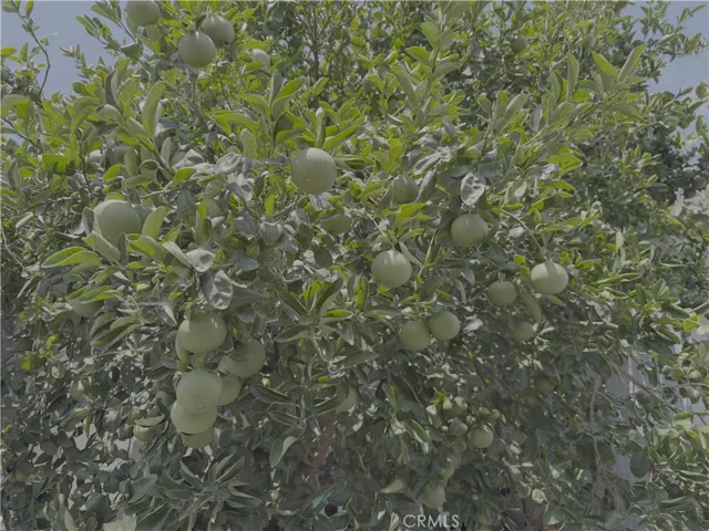 Lemon Tree on side of the house