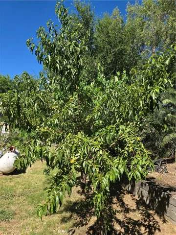 24366 Electric Avenue, Red Bluff, California 96080