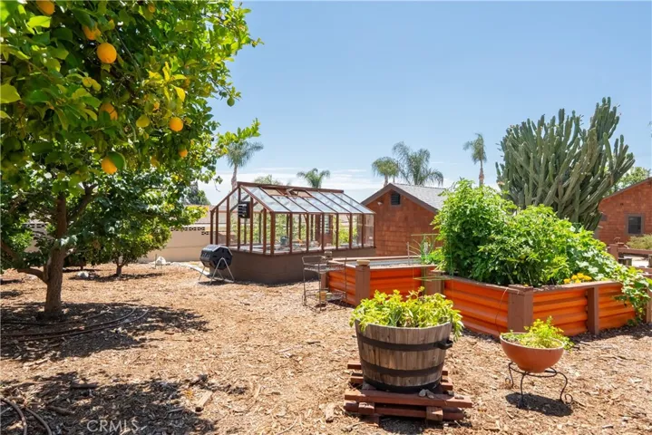 Backyard featuring raised garden beds, greenhouse and citrus trees