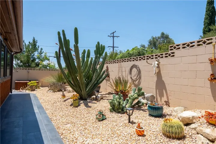 Established cactus garden