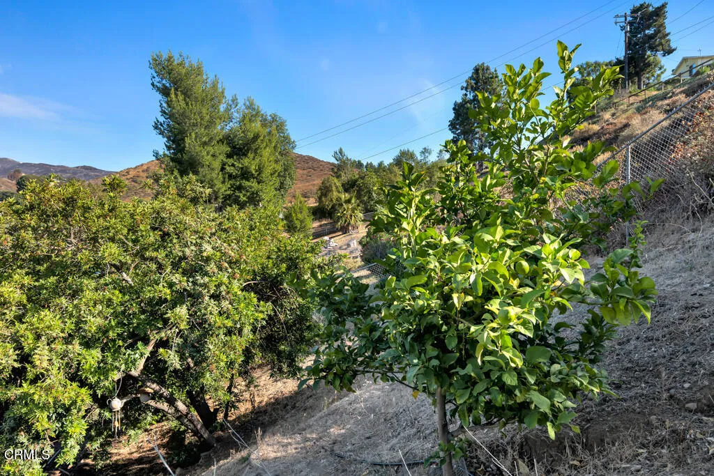 Trees