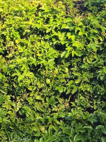 Exotic Passion Fruit