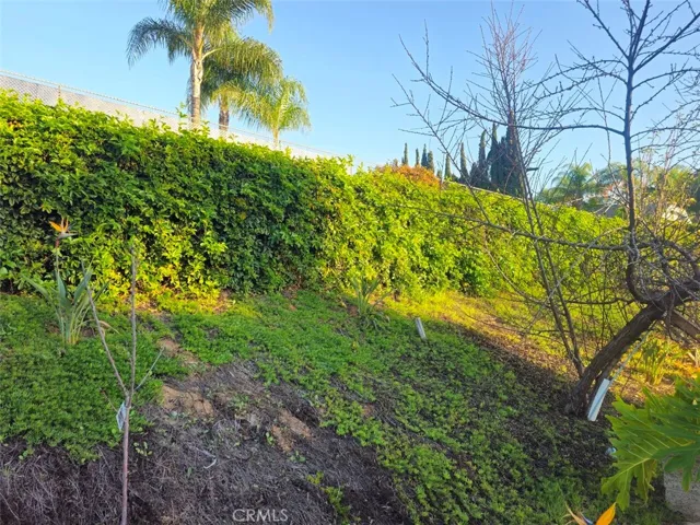 Over 100 feet of Fruit