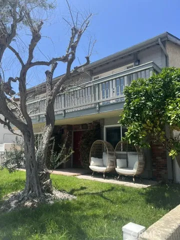 Olive Tree Front Yard