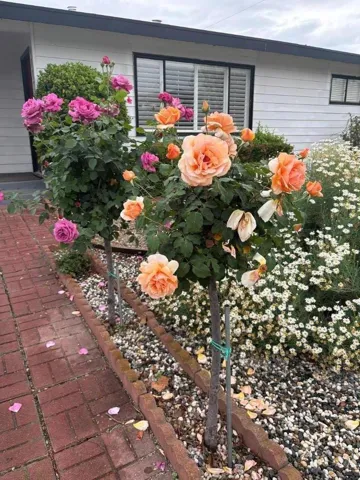 1083 Heatherstone Avenue, Sunnyvale, California 94087