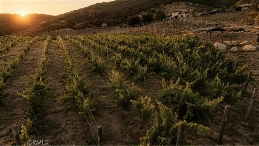Vineyard in Sunset view