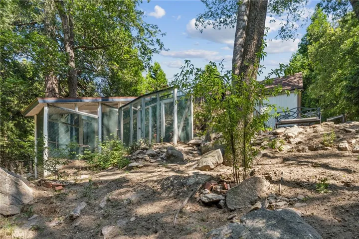 Large yard with fruit trees