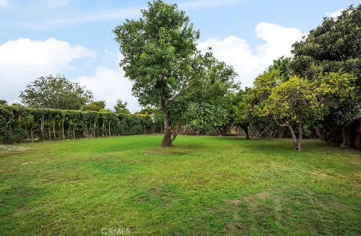 Back Yard with Avocado and other fruit trees