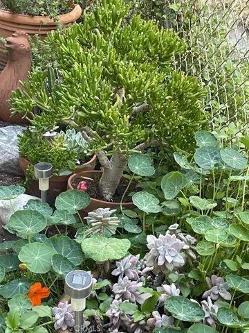 Land Scaping