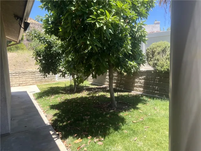 Avocado trees