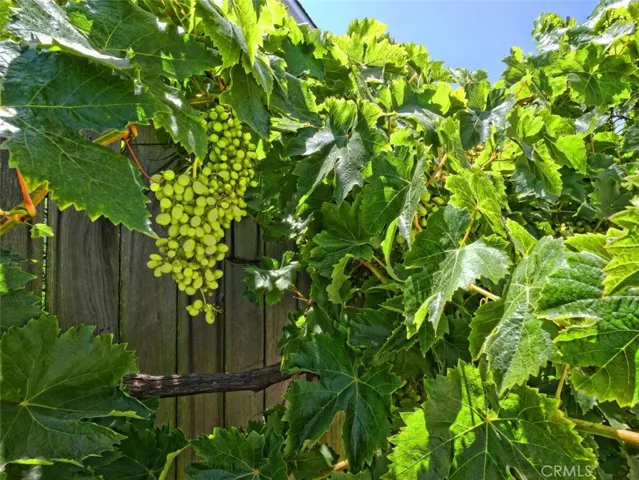 Grape Vines + Black -berries & Raspberries