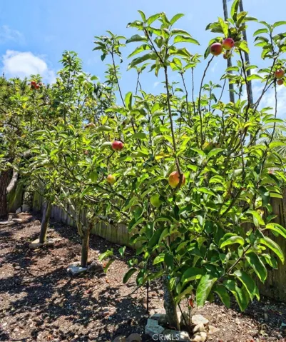 Apple Trees & More