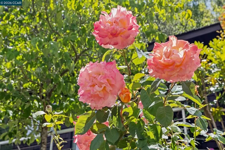 6 Monte Vista Rd, Orinda, California 94563