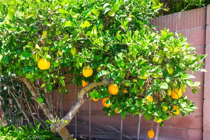This lemon tree is located in the backyard planter.  It seems to have found its happy place!