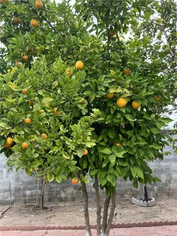 Lemon Tree
