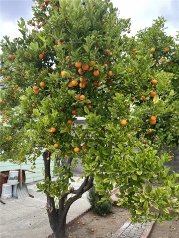Orange Tree