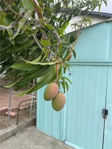Mango Tree