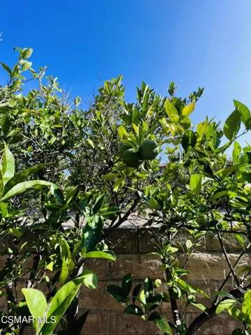 Citrus Trees