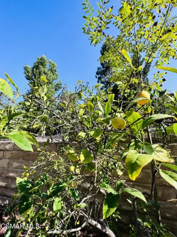 Citrus Trees