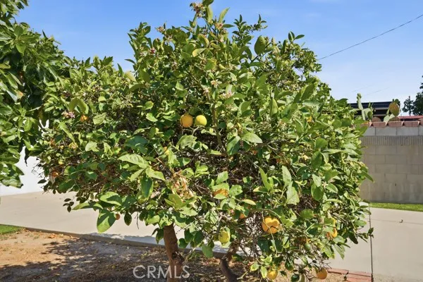 24513 Lakme Avenue, Wilmington, California 90744