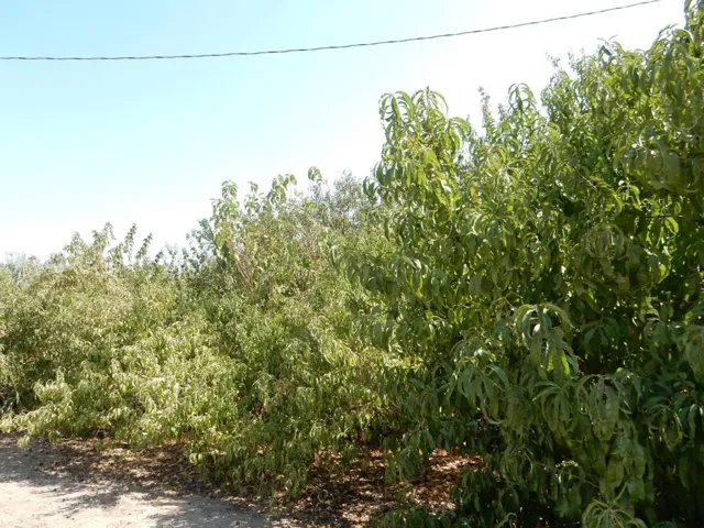 7861 Whitworth Road, Gustine, California 95322