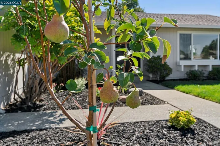 337 Barrow Court, Walnut Creek, California 94598