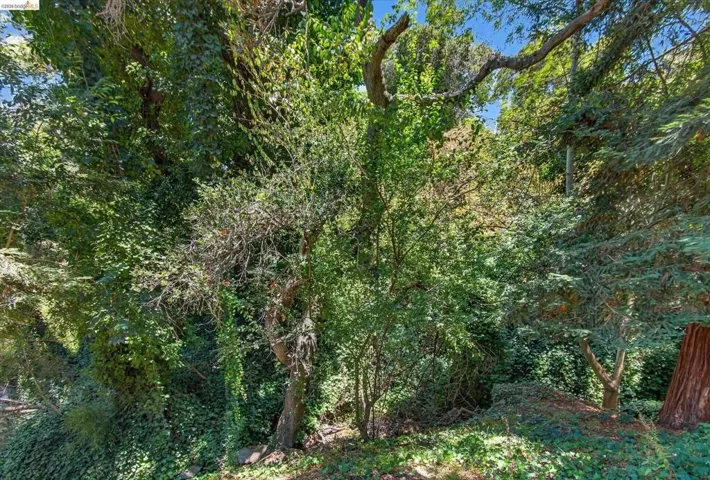 Heavily wooded exterior space with varied mature trees and abundant foliage