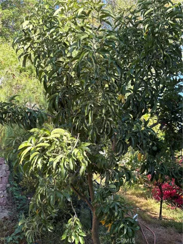 Sapote ( Ice Cream Fruit) Field
