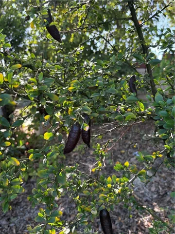 Finger Lime  Collection
