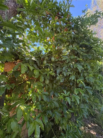 Passion Fruit
