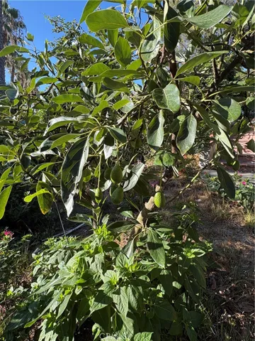 Avocado
